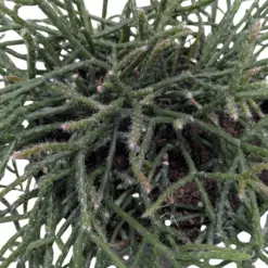 Succulent Cactus 'Mistletoe' — square crop