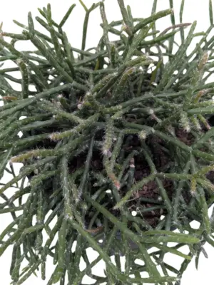 Succulent Cactus 'Mistletoe' — square crop