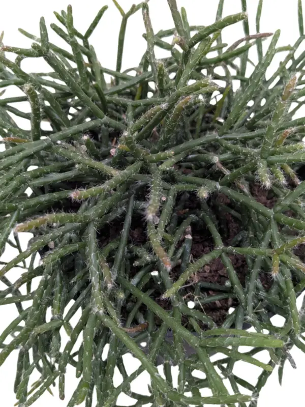 Succulent Cactus 'Mistletoe' — square crop