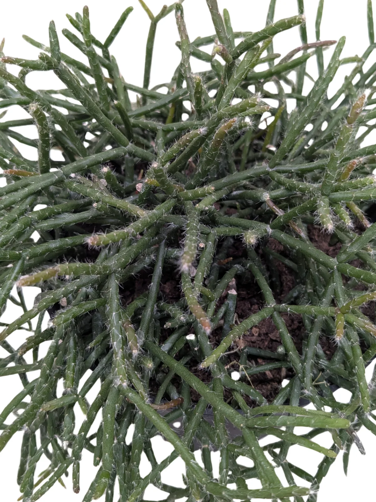 Succulent Cactus 