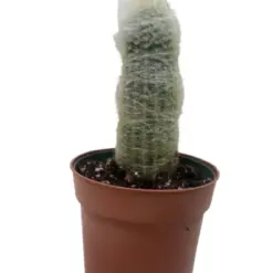 Cactus 'Old Man' Succ houseplant