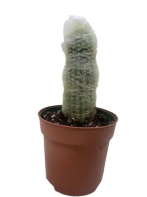 Cactus 'Old Man' Succ houseplant