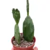 Succulent Prickly Pear Cactus houseplant