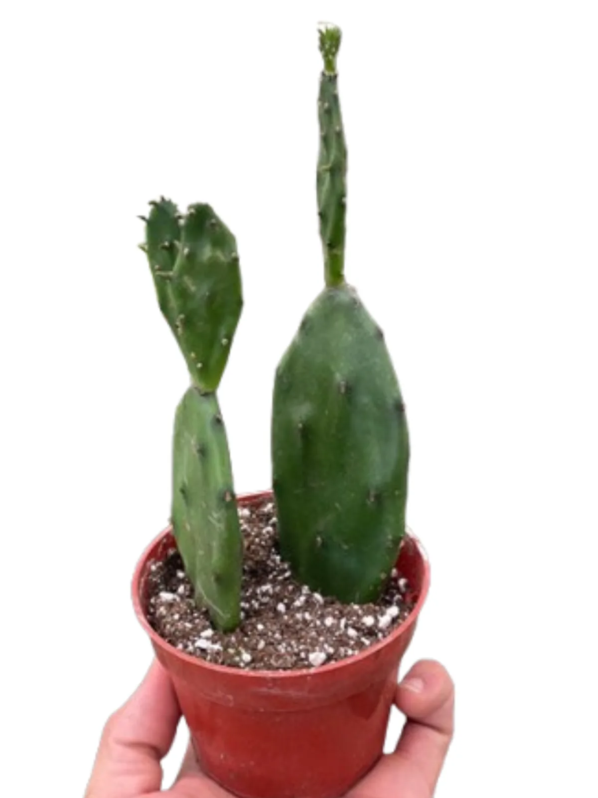 Succulent Prickly Pear Cactus houseplant