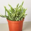 Rat Tail Cactus Succ houseplant