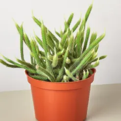 Rat Tail Cactus Succ houseplant