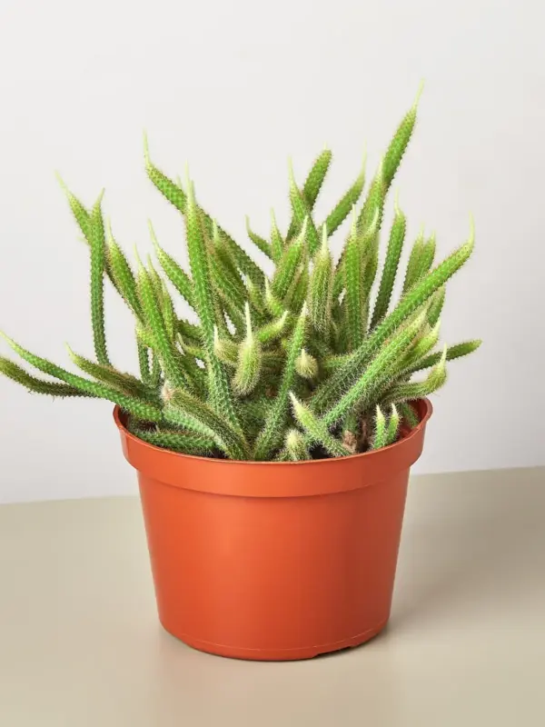 Rat Tail Cactus Succ houseplant