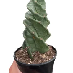 Cereus forbesii 'Spiralis' Succ Cactus houseplant