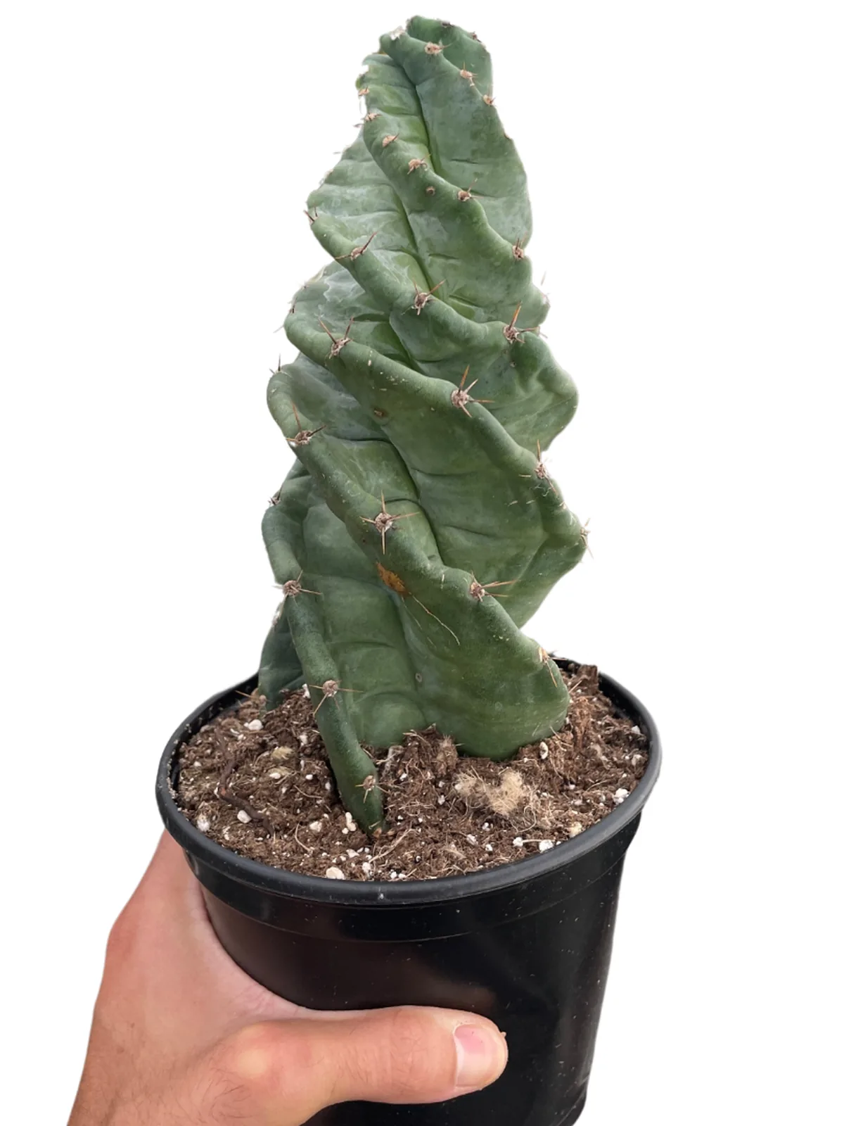Cereus forbesii 