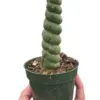 Succulent Unicorn Cactus houseplant