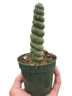 Succulent Unicorn Cactus houseplant