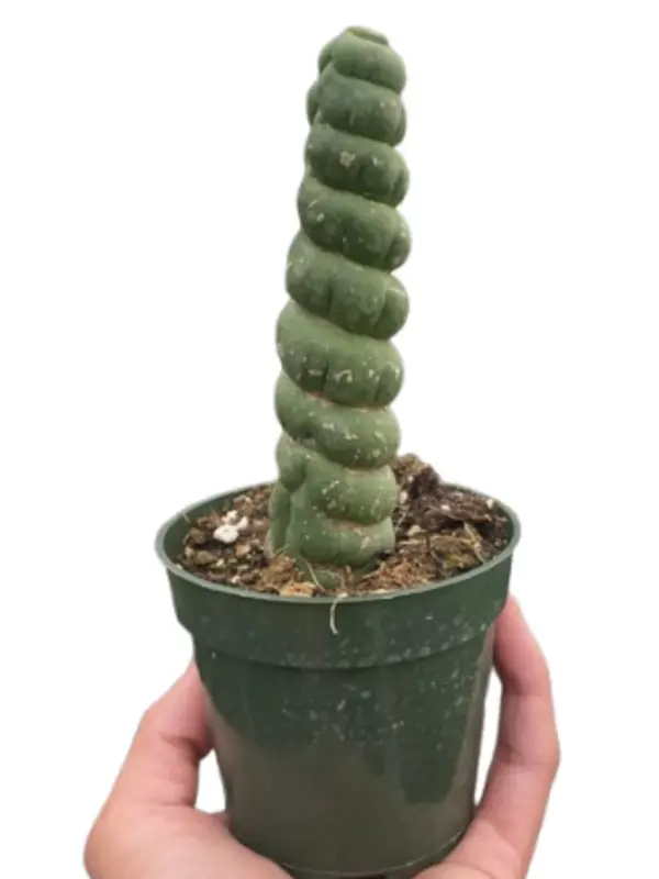 Succulent Unicorn Cactus houseplant