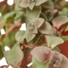 Bolivian Wandering Dude Succ Callisia Jew houseplant