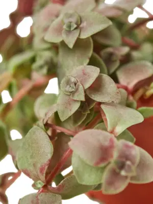 Bolivian Wandering Dude Succ Callisia Jew houseplant