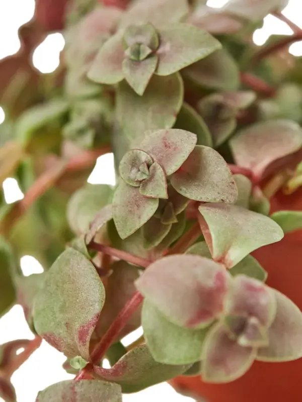 Bolivian Wandering Dude Succ Callisia Jew houseplant