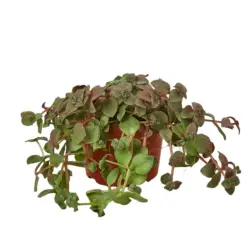 Bolivian Wandering Dude Succ Callisia Jew — additional view