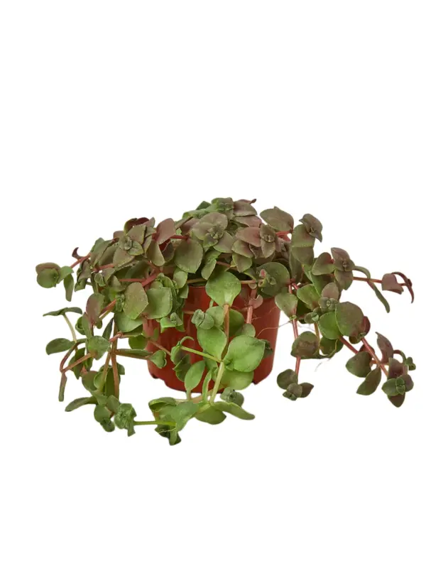 Bolivian Wandering Dude Succ Callisia Jew — additional view