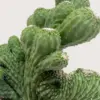 Succulent Cereus Coral Green houseplant