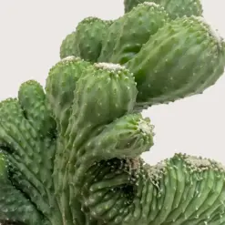 Succulent Cereus Coral Green houseplant