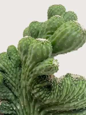 Succulent Cereus Coral Green houseplant