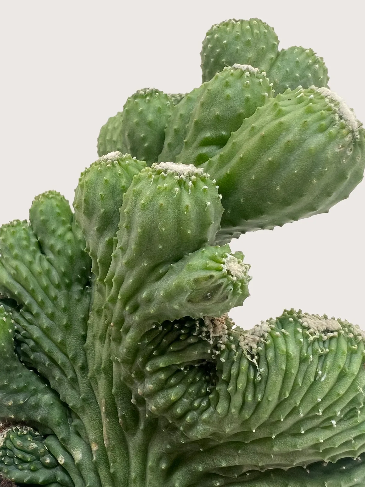 Succulent Cereus Coral Green houseplant