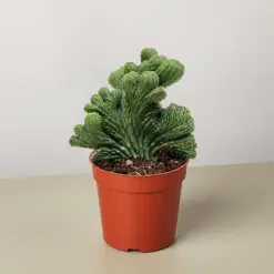 Succulent Cereus Coral Green — additional view