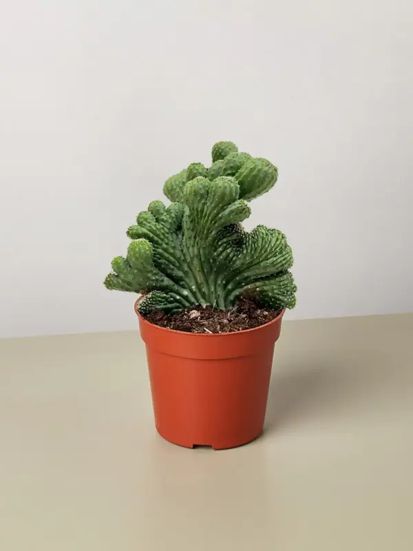 Succulent Cereus Coral Green — additional view