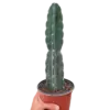 Succulent Cereus Cuddly Cactus houseplant