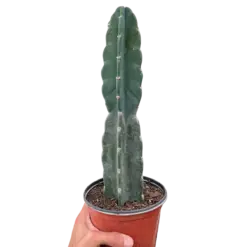 Succulent Cereus Cuddly Cactus houseplant