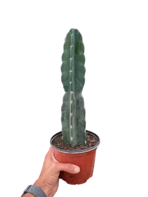 Succulent Cereus Cuddly Cactus houseplant