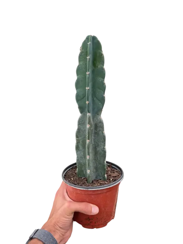 Succulent Cereus Cuddly Cactus houseplant