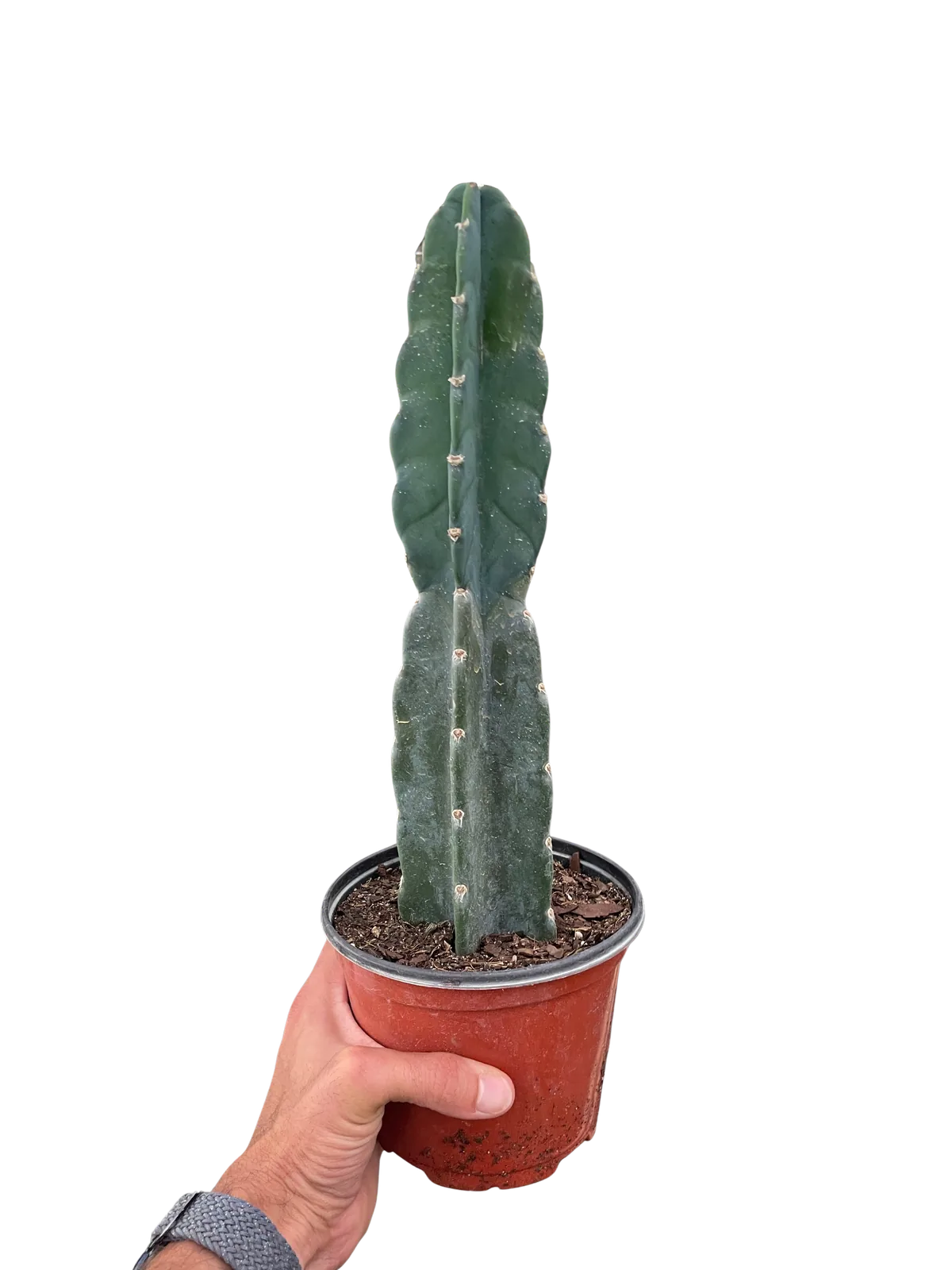 Succulent Cereus Cuddly Cactus houseplant