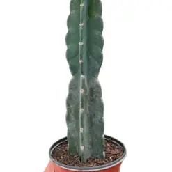 Succulent Cereus Cuddly Cactus — square crop
