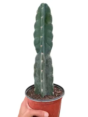 Succulent Cereus Cuddly Cactus — square crop