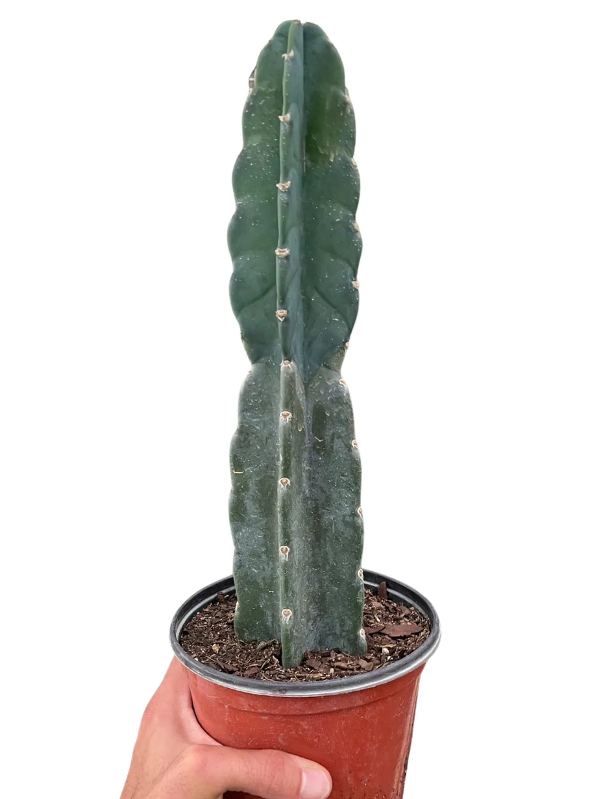 Succulent Cereus Cuddly Cactus — square crop