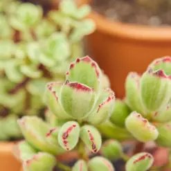 Succulent Cotyledon 'Bear Paw' houseplant