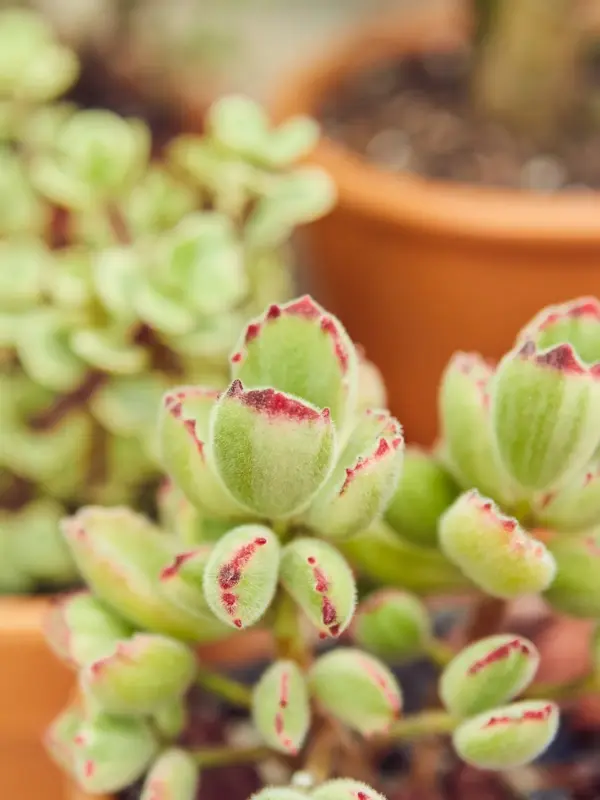Succulent Cotyledon 'Bear Paw' houseplant