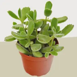 Succulent Cotyledon 'Bear Paw' — additional view