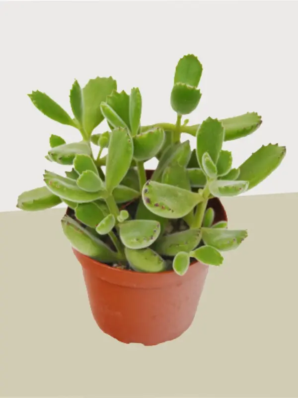 Succulent Cotyledon 'Bear Paw' — additional view