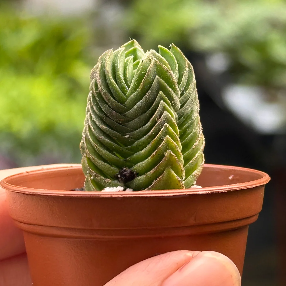 Succulent Crassula 