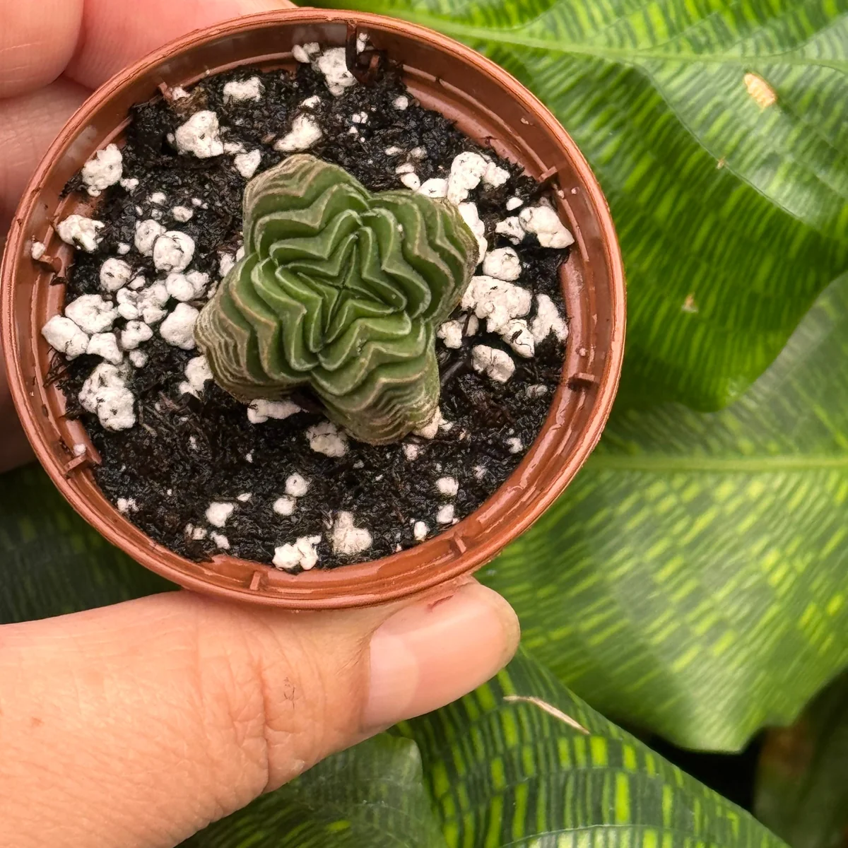 Succulent Crassula 