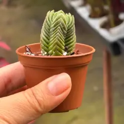 Succulent Crassula 'Buddha's Temple' Plant — additional view