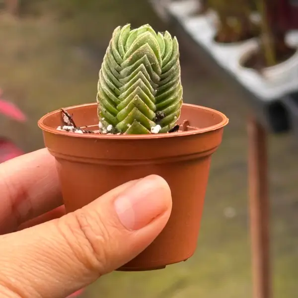 Succulent Crassula 'Buddha's Temple' Plant — additional view