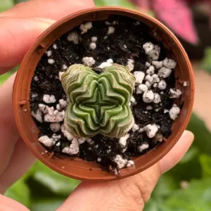 Succulent Crassula 'Buddha's Temple' Plant — additional view