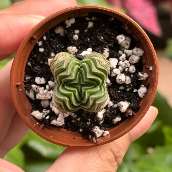 Succulent Crassula 'Buddha's Temple' Plant — additional view