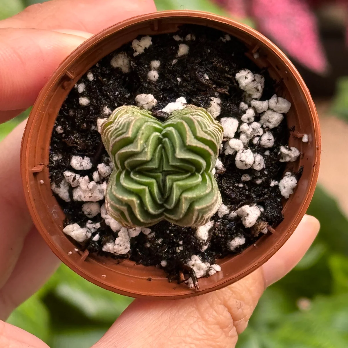 Succulent Crassula 