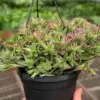 Succulent Crassula Capitella Red houseplant