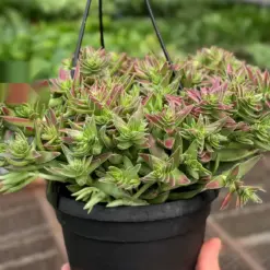 Succulent Crassula Capitella Red houseplant