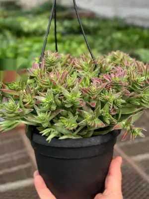 Succulent Crassula Capitella Red houseplant