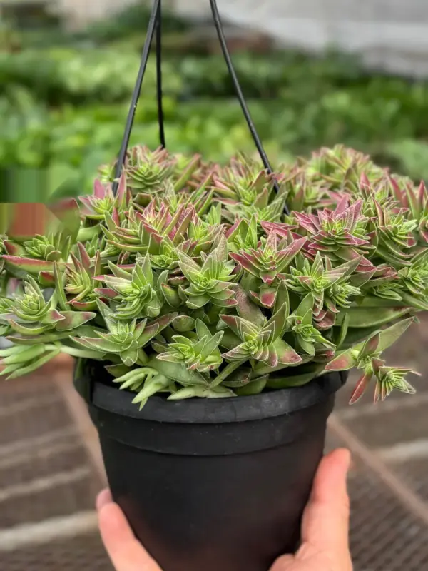Succulent Crassula Capitella Red houseplant